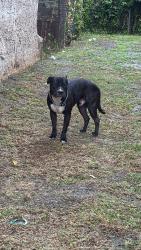 Found/Stray Unknown Dog last seen 49th street and fairmount, Philadelphia, PA 19139