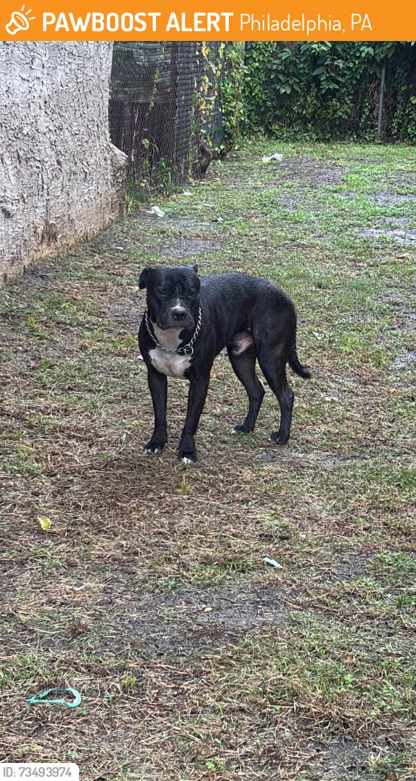 Found/Stray Unknown Dog last seen 49th street and fairmount, Philadelphia, PA 19139
