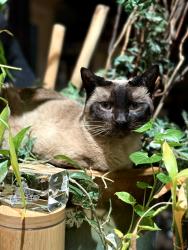 Reunited Female Cat last seen S Swadley Ct & S Swadley Street, Dakota Ridge, CO 80465