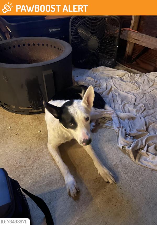 Found/Stray Male Dog last seen Hwy 127, Limestone County, AL 35620