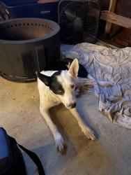 Found/Stray Male Dog last seen Hwy 127, Limestone County, AL 35620