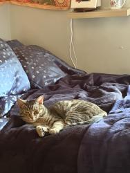 Lost Male Cat last seen GenZ to Starbucks, Harrisonburg, VA 22801
