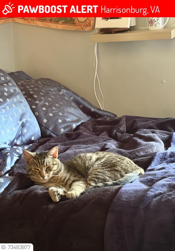 Lost Male Cat last seen GenZ to Starbucks, Harrisonburg, VA 22801