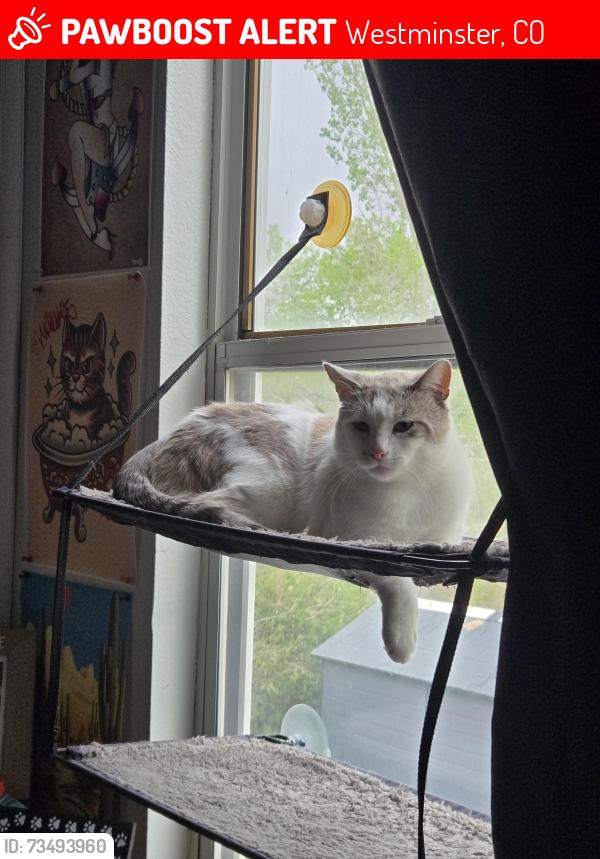 Lost Male Cat last seen The Windings off 103rd Ave Lowell BLVD, Westminster, CO 80020