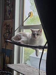 Lost Male Cat last seen Huron and 136th ave, Westminster, CO 80234