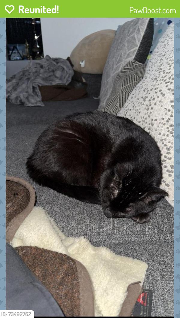 Reunited Male Cat last seen W 144th Ave near Pecos st. And Huron st., Broomfield, CO 80023