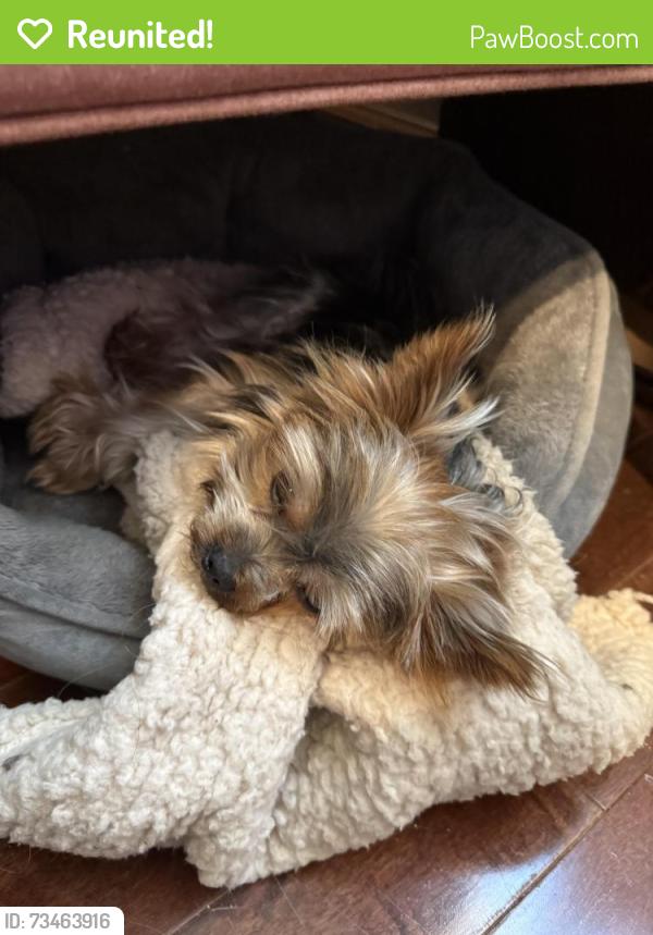 Reunited Male Dog last seen Diamond park 98682, Vancouver, WA 98682