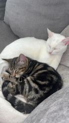 Lost Female Cat last seen She escaped out of an open window, Greater Manchester, England M7 2AE
