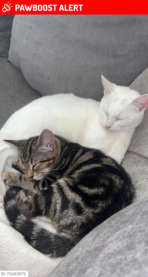 Lost Female Cat last seen She escaped out of an open window, Greater Manchester, England M7 2AE