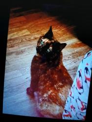 Lost Female Cat last seen Charlotte, Charlotte, NC 28202