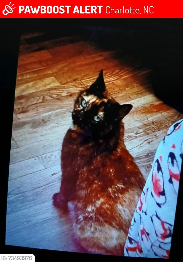 Lost Female Cat last seen Charlotte, Charlotte, NC 28202