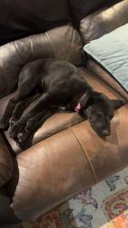 Reunited Female Dog last seen Flint Baptist Church, Smith County, TX 75762