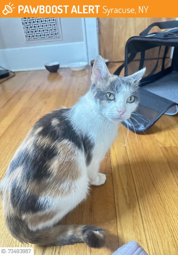 Found/Stray Female Cat last seen Shotwell, Syracuse, NY 13206
