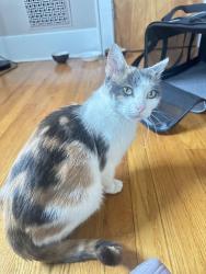 Found/Stray Female Cat last seen Shotwell, Syracuse, NY 13206