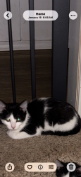 Lost Male Cat last seen Roberts dr and Morgan st, Black Diamond, WA 98010