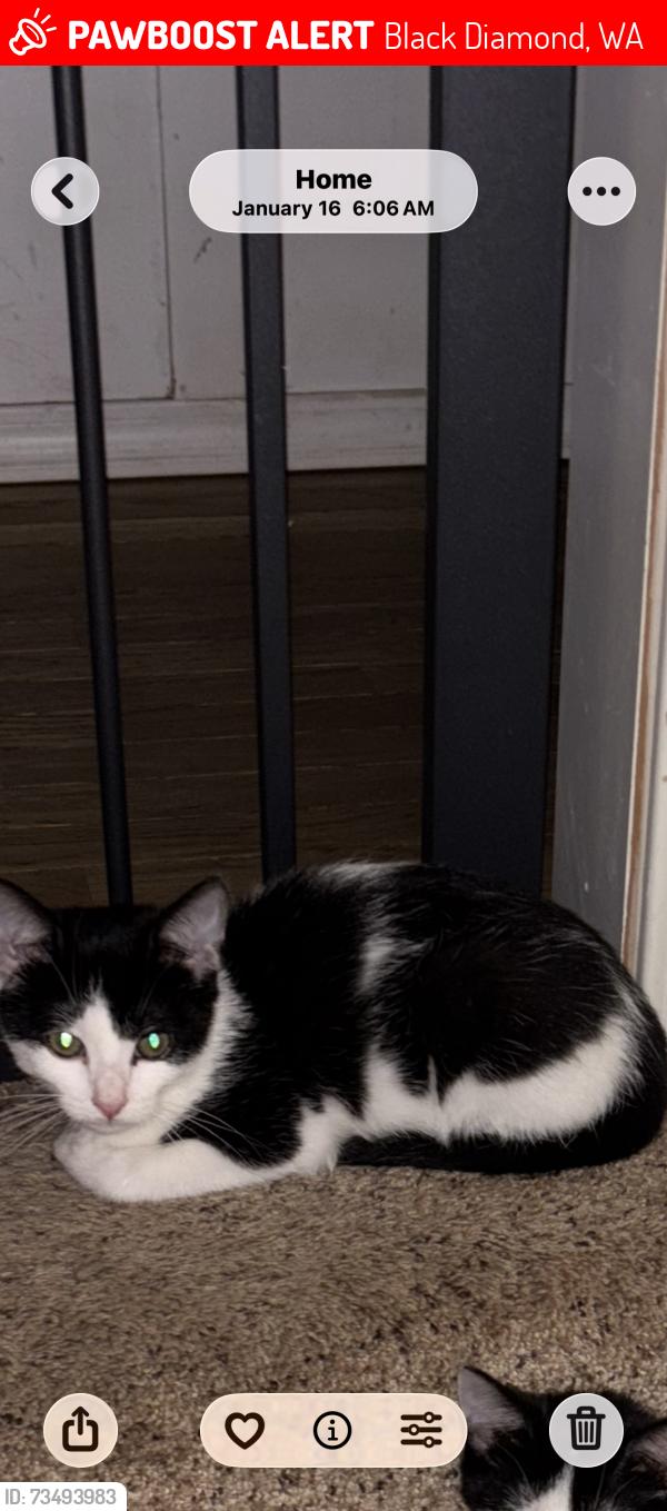 Lost Male Cat last seen Roberts dr and Morgan st, Black Diamond, WA 98010