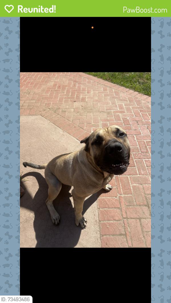 Reunited Male Dog last seen Sandover court and romega, Bonita, CA 91902