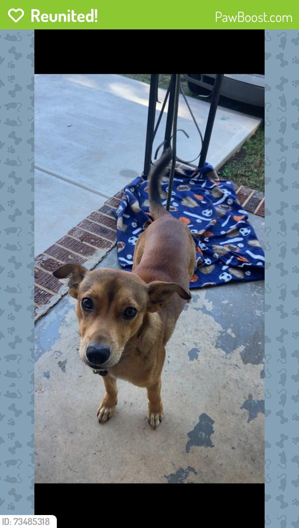Reunited Male Dog last seen Homer Ga, Homer, GA 30547