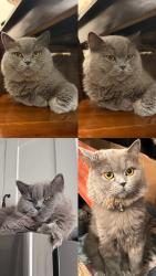 Reunited Female Cat last seen Near hester street, Hamilton, ON L9A 2N7