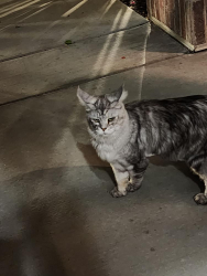 Reunited Unknown Cat last seen Near, Taylorsville, UT 84129