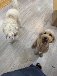 Reunited Unknown Dog last seen Geneva and Helen Dr, Montgomery County, TX 77386