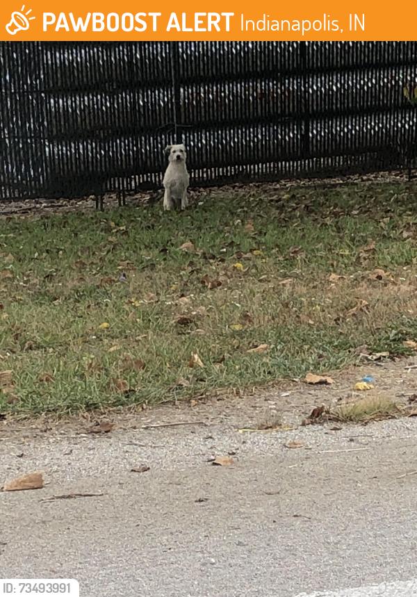Found/Stray Unknown Dog last seen Kitley and Brookville, Indianapolis, IN 46219