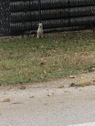Found/Stray Unknown Dog last seen Kitley and Brookville, Indianapolis, IN 46219