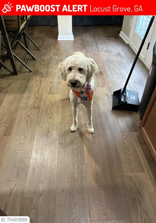 Lost Male Dog last seen Peeksville road, Locust Grove, GA 30248