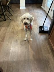 Lost Male Dog last seen Peeksville road, Locust Grove, GA 30248