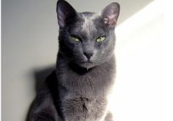 Reunited Male Cat last seen N Hano & E Tolani Pl, Tanque Verde, AZ 85749
