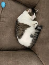 Reunited Male Cat last seen Riegelsberger rd, Avon, OH 44011