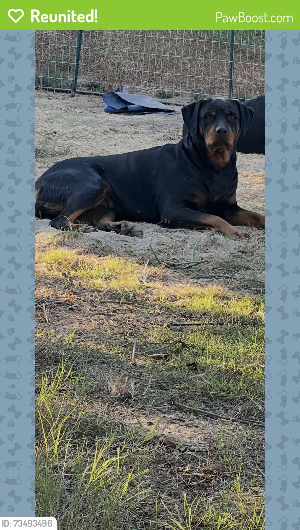 Reunited Male Dog last seen Sandover court and romega, Bonita, CA 91902