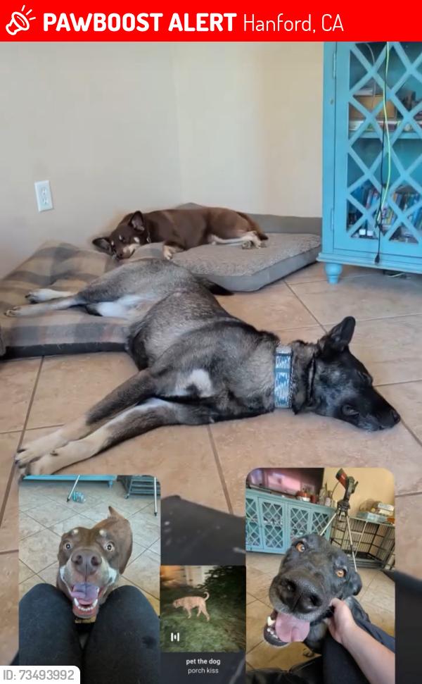 Lost Female Dog last seen Chianti and reisling, Hanford, CA 93230