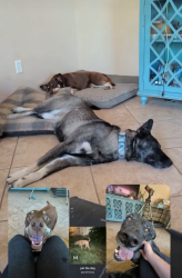 Lost Female Dog last seen Chianti and reisling, Hanford, CA 93230