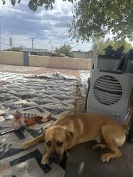 Reunited Female Dog last seen E Cheyenne ave and civic center dr, North Las Vegas, NV 89030