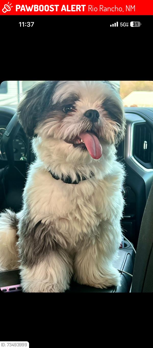 Lost Male Dog last seen Northern, Rio Rancho, NM 87124