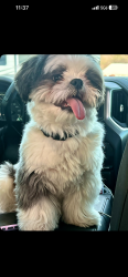 Lost Male Dog last seen Northern, Rio Rancho, NM 87124