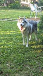 Reunited Female Dog last seen Queensbridge Drive/Rathburn, Mississauga, ON L5C 3K8