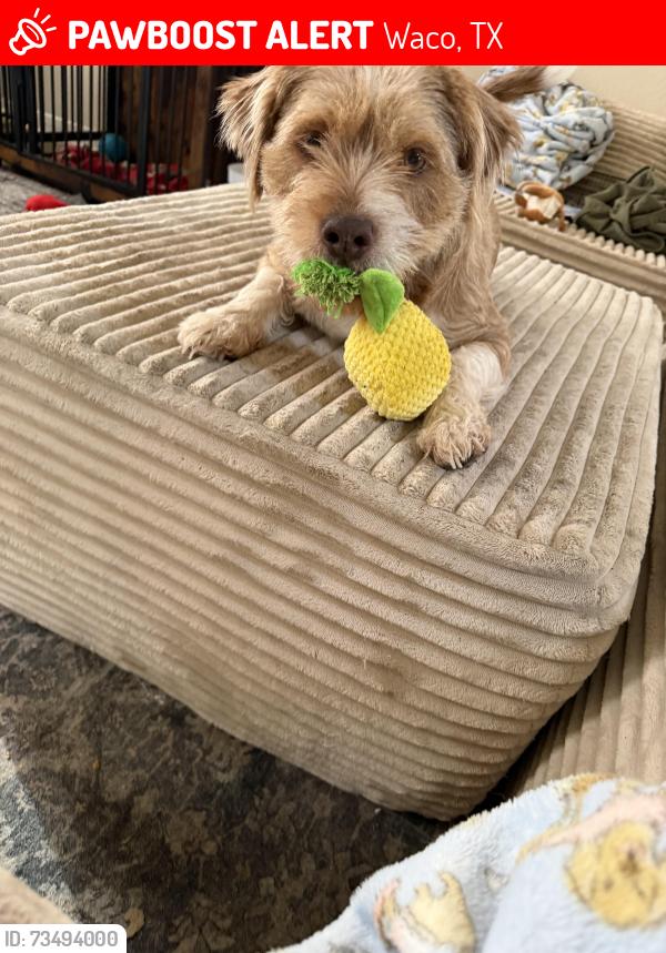Lost Male Dog last seen Wortham Bend, Waco, TX 76708