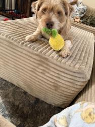 Lost Male Dog last seen Wortham Bend, Waco, TX 76708