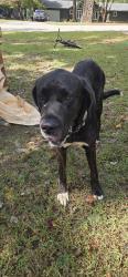 Reunited Male Dog last seen Old Spartanburg Highway, 290, Moore, SC 29369