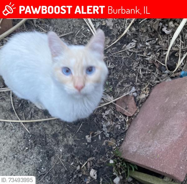 Lost Female Cat last seen 75th and Latrobe, Burbank, IL 60459