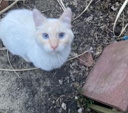 Lost Female Cat last seen 75th and Latrobe, Burbank, IL 60459