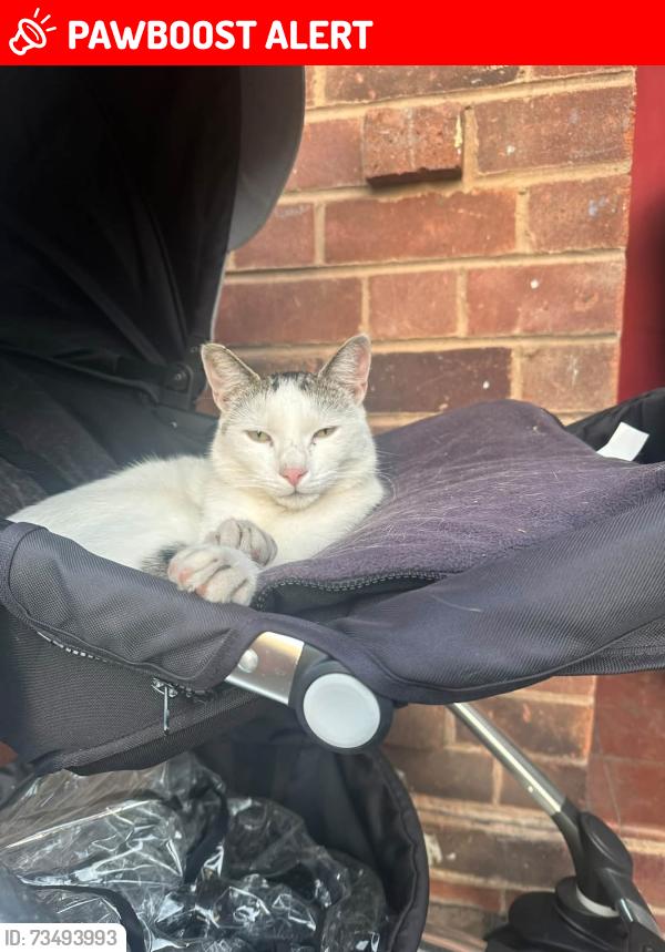 Lost Male Cat last seen Fiveways island, hagley road, West Midlands, England B16 8HN