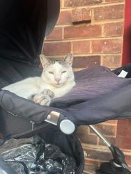 Lost Male Cat last seen Fiveways island, hagley road, West Midlands, England B16 8HN