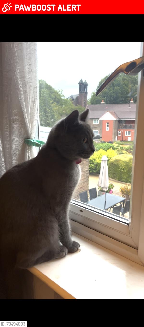 Lost Female Cat last seen Ancoats, Manchester M4 7FN, Greater Manchester, England M4 7FN