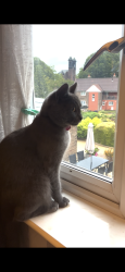 Lost Female Cat last seen Ancoats, Manchester M4 7FN, Greater Manchester, England M4 7FN