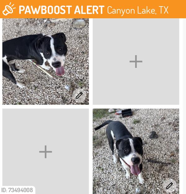 Found/Stray Male Dog last seen Cranes mill Rd canyon lake tx, Canyon Lake, TX 78133