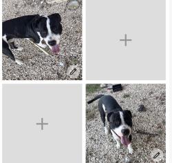 Found/Stray Male Dog last seen Cranes mill Rd canyon lake tx, Canyon Lake, TX 78133