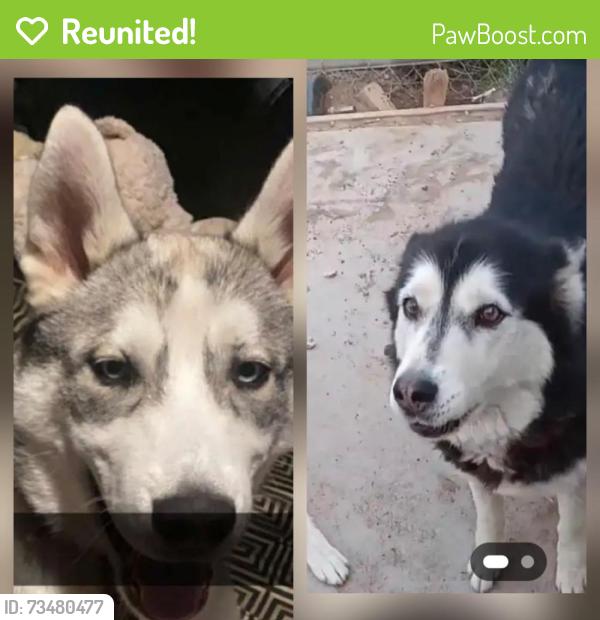 Reunited Male Dog last seen Monaco and mlk, Denver, CO 80207